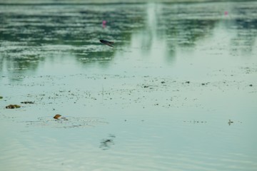 Birds living in the waterfront