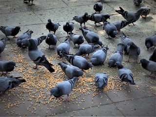 Group of adorable bluish grey pigeons relishing their feed, India 