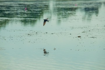 Birds living in the waterfront