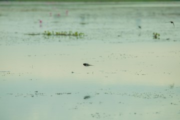 Birds living in the waterfront