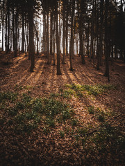 spring flowers in sunryas in forest