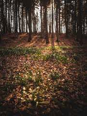 spring flowers in sunryas in forest