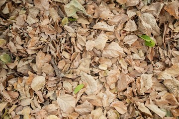 Natural leaves in the forests of Thailand