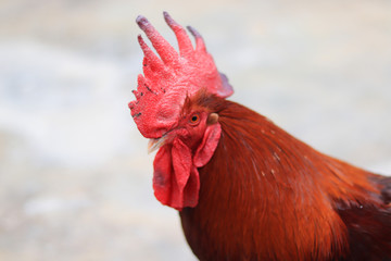A close-up of a red rooster's head and neck