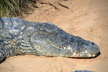 Farma Krokodyli na Dżerbie w Tunezji