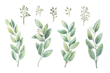 Watercolor floral illustration collection - green leaf set, for wedding stationary, wallpapers, greetings,  background. Watercolor  Eucalyptus, olive, green leaves.
