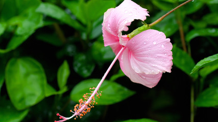 Pink hibiscus flower after rain
