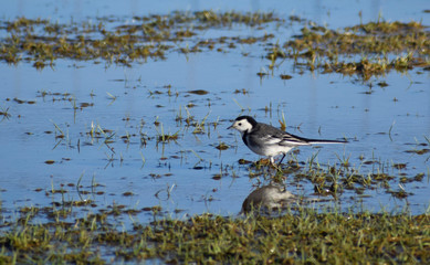 Pied wagtail at St Gothian Nature Reserve