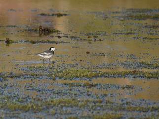 Pied wagtail at St Gothian Nature Reserve