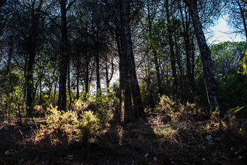 Sunlight passing through the woods