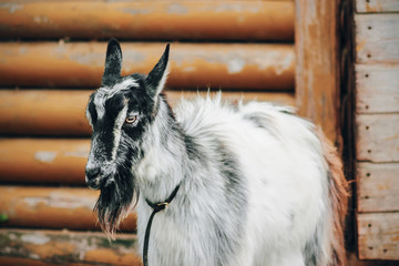 A gray-and-black furry goat with a collar around its neck stands near an old wooden farm shed. Livestock.