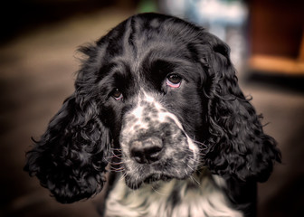 Springer Spaniel - szczeniak w ogrodzie.
