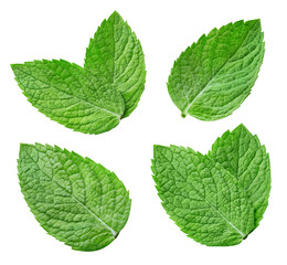 Fresh mint leaf. Mint isolated on white background. Mint leaf collection with clipping path.