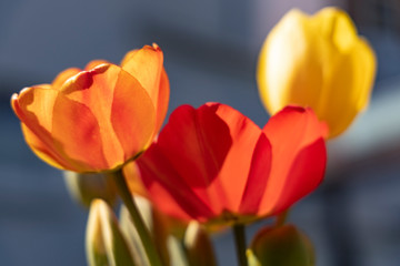 red yellow orange tulips in front of dark background