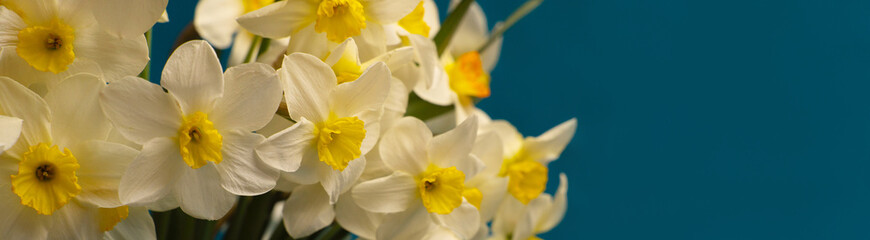 Romantic banner, delicate yellow daffodils flowers close-up. Full size. сopi space, Indigo background