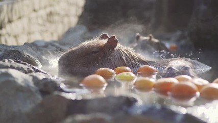 Closeup View Of A Capybara Enjoying Bathing In The Hot Spring Water With Citrus Fruits In Izu, Japan On A Sunny Day - Tele Shot