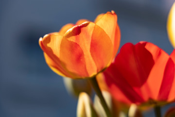 red yellow orange tulips in front of dark background
