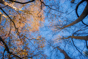Colorful tree tops seen from the ground