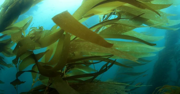 Kelp forest in temperated ocean 
