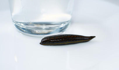 medical leech isolated on white background close up