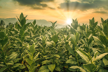 The tobacco field in the sunset time. Indonésia Jawa