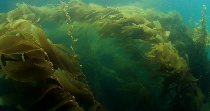 Kelp forest in temperated ocean 