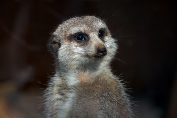 Fototapeta premium squinting meerkat