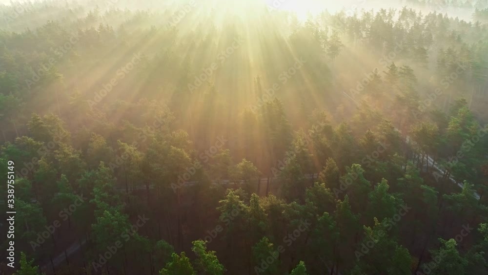 Poster the morning rays of the sun break through the trees in a pine forest. flying over the forest, forest