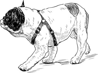 Sketch of french bulldog going on a walk