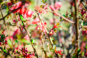 Bee on a blossoming chaenomeles Winter Cheer plant macro photo. Springtime concept.