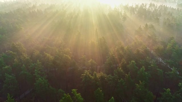 The morning rays of the sun break through the trees in a pine forest. Flying over the forest, forest in the morning fog. Aerial view