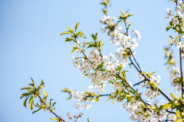 White blossoms of a tree on blue sky background