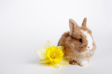 easter bunny with easter eggs