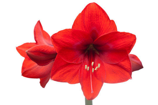 Close-up of a red amaryllis with four blossoms isolated on white background