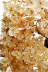 Tetro background from the textured dry hydrangea flower close-up.