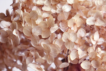 Dry hydrangea flower close-up. Textured, light, floral background.