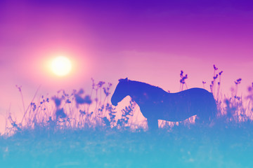 Silhouette of a horse on the meadow at sunset. Gradient color.