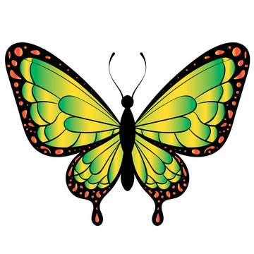 Bright butterfly on a white background. Realistic image. Can be used for postcards, banners, tattoos.