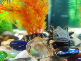 The dark green, black young Axolotl (Ambystoma mexicanum) sits in an aquarium on large smooth shiny glass stones, blue, blue and transparent, with an artificial orange plant behind.