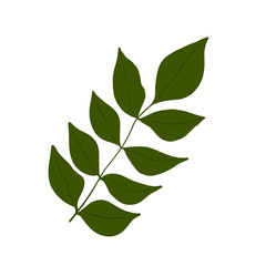  Botanical leaves. Floral design elements .Vector illustration on isolated white background. Suitable for wedding invitations, greeting cards, blogs, posters, print on fabric and clothes.