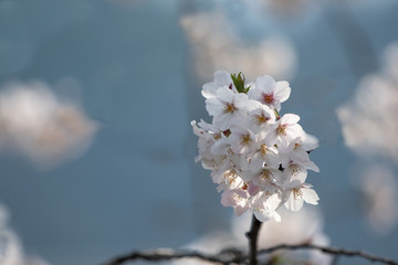 満開に咲くソメイヨシノ