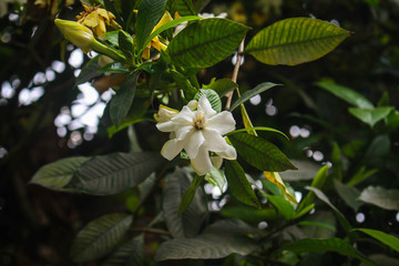 Jasmine flower picture taken from garden at evening in Bangladesh