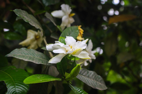 Jasmine flower picture taken from garden at evening in Bangladesh