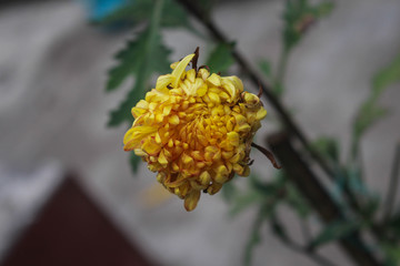 Great Masterwort flower picture taken from garden at evening in Bangladesh