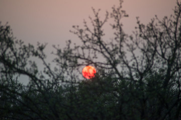 red sun at sunset in the branches of a tree