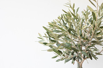 Young olive tree over white wall background