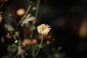 Great Masterwort flower picture taken from garden at evening in Bangladesh