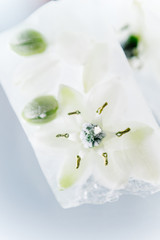 Frozen flowers in ice cubes on a white background