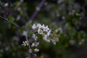 flowering branches of almond trees natural macro floral background