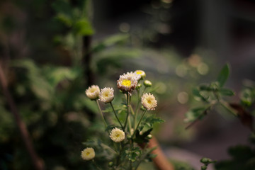 Great Masterwort flower picture taken from garden at evening in Bangladesh